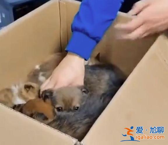 6只剛出生狗仔被人掰斷腿骨，究竟發(fā)生了什么[不愛請別傷害]？