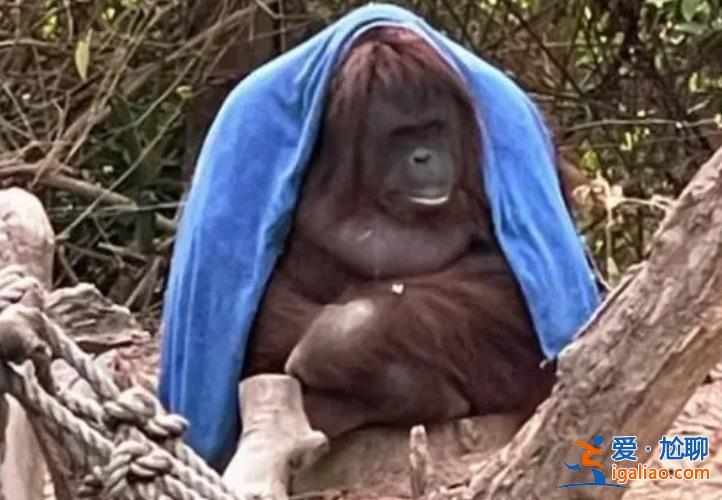 廣州動物園猩猩冷到披上毯子  網友喊話官方說什么？