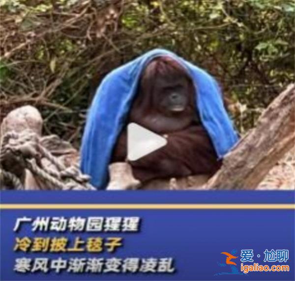 廣州動(dòng)物園猩猩冷到披上毯子，猩猩喜歡什么溫度[猩猩]？