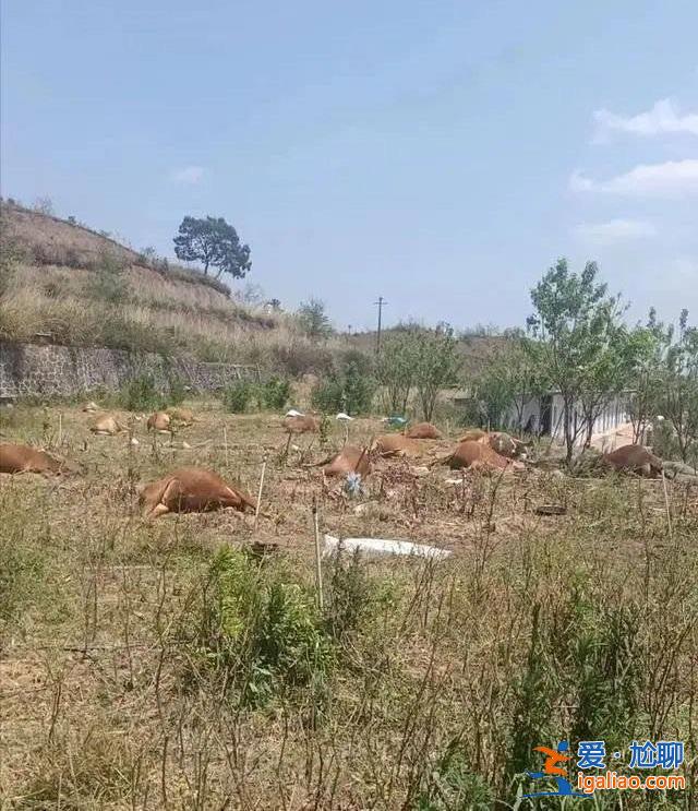 場主懷疑他人投毒  警方已介入？