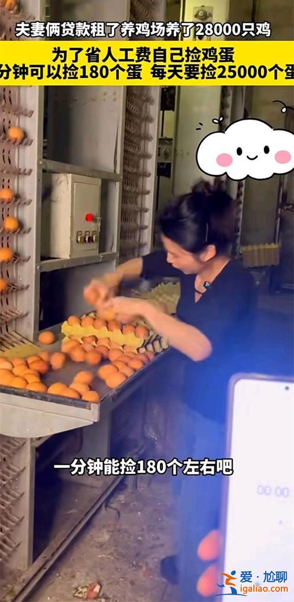 夫妻養2.8萬只雞為何自己撿蛋 一分鐘撿180個雞蛋？