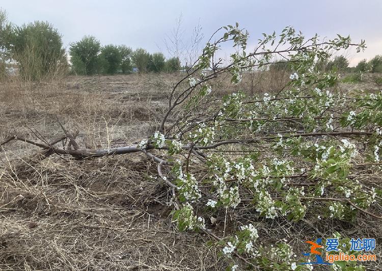 農業大縣的“荒沼”治理與耕地整治之困？