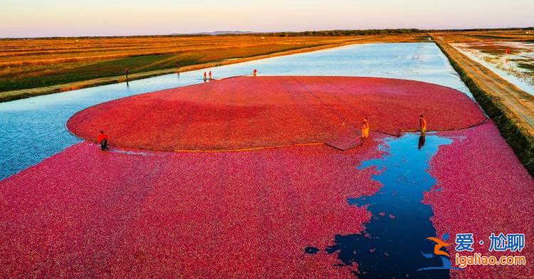 “城”勢而上 | 撫遠蔓越莓厲害得“上了天”? “城”勢而上 | 撫遠蔓越莓厲害得“上了天”?