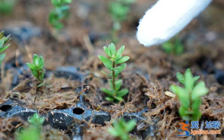 “城”勢而上 | 撫遠蔓越莓厲害得“上了天”? “城”勢而上 | 撫遠蔓越莓厲害得“上了天”?