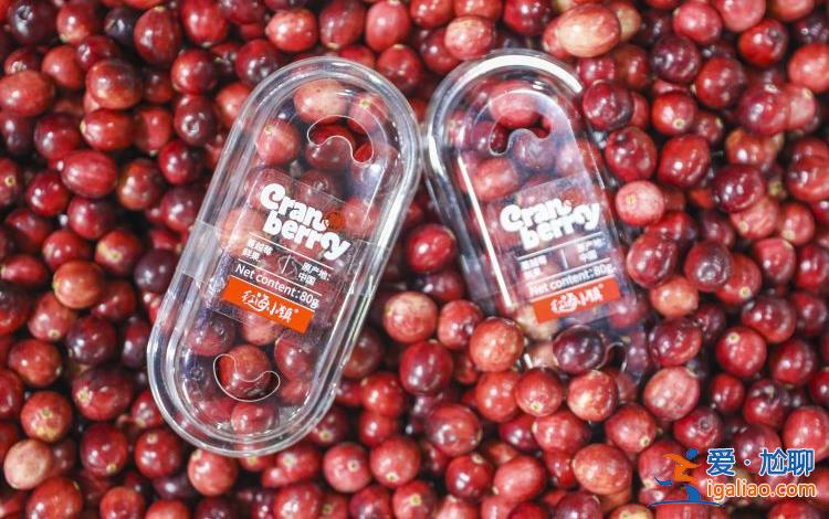 “城”勢而上 | 撫遠蔓越莓厲害得“上了天”? “城”勢而上 | 撫遠蔓越莓厲害得“上了天”?