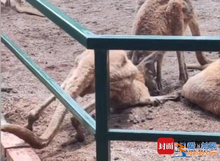 湖南一動物園被曝“小熊貓缺腳趾、袋鼠無法站立” 林業局回應？