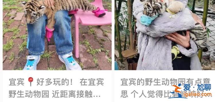 一次50元？四川宜賓野生動物園小老虎戴嘴套與游客合影 多部門介入？