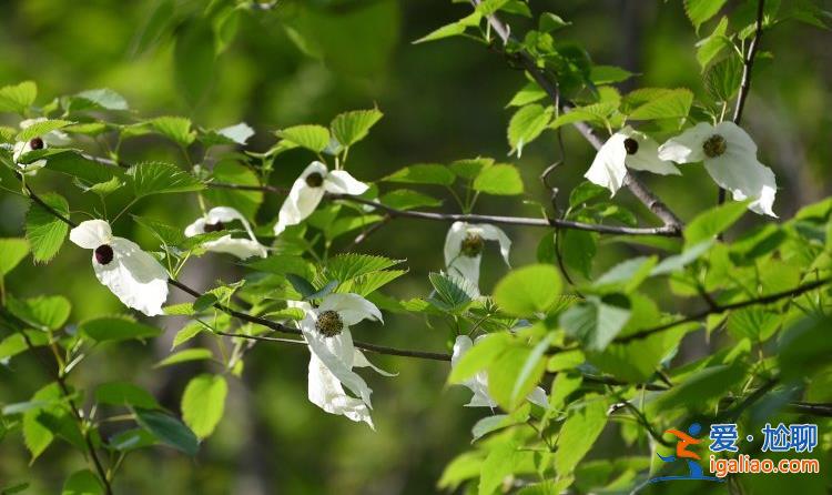 湖北襄陽38歲珙桐開花 花似白鴿滿樹梢？