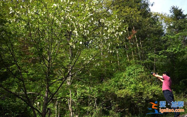 湖北襄陽38歲珙桐開花 花似白鴿滿樹梢？
