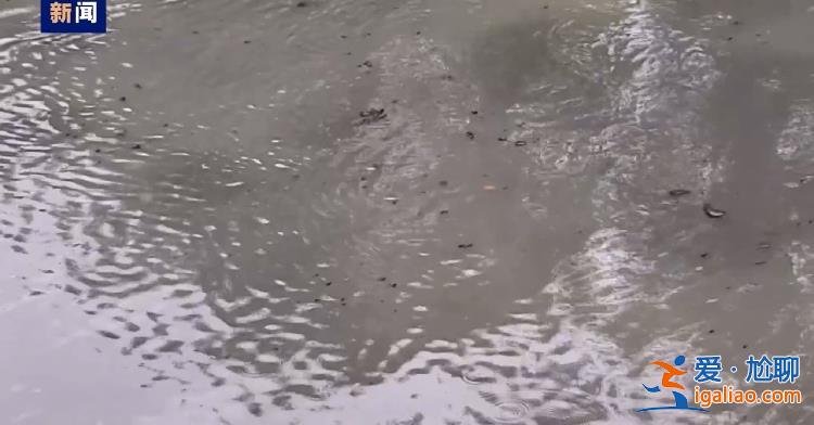 毀林種咖啡、江豚慘死 中央生態(tài)環(huán)保督察通報? 毀林種咖啡、江豚慘死 中央生態(tài)環(huán)保督察通報?