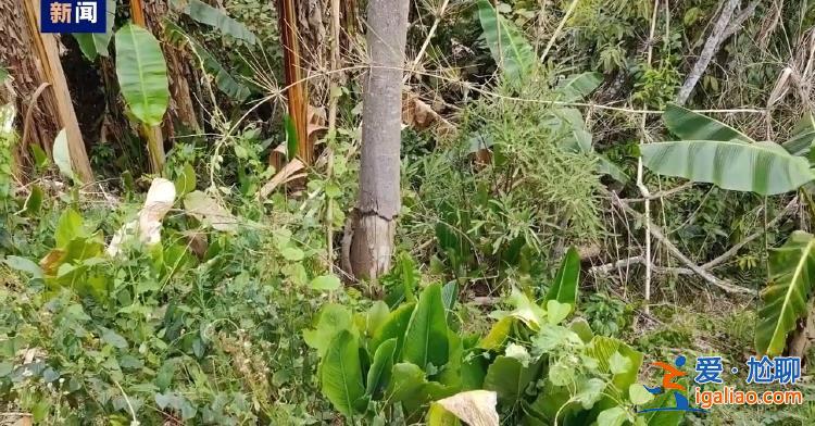 毀林種咖啡、江豚慘死 中央生態(tài)環(huán)保督察通報? 毀林種咖啡、江豚慘死 中央生態(tài)環(huán)保督察通報?