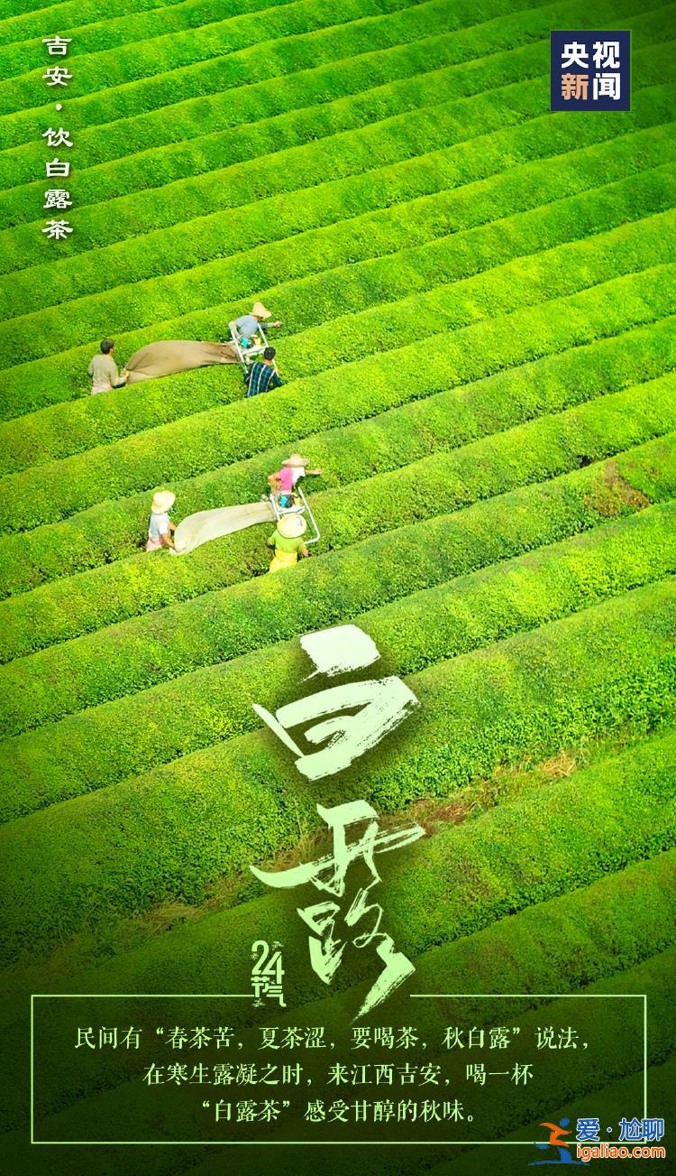 今日白露 明媚的仲秋時節正式登場？