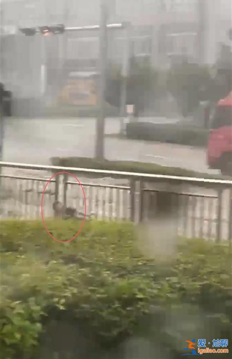 3次抱樹后被同事救起？