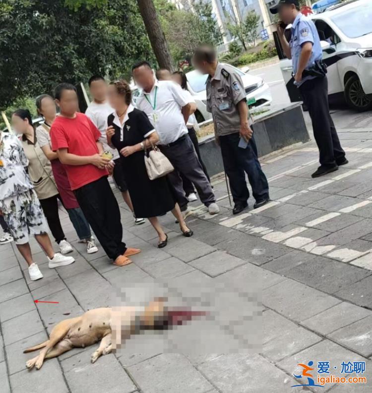 狗被打死 主人至今沒找到？