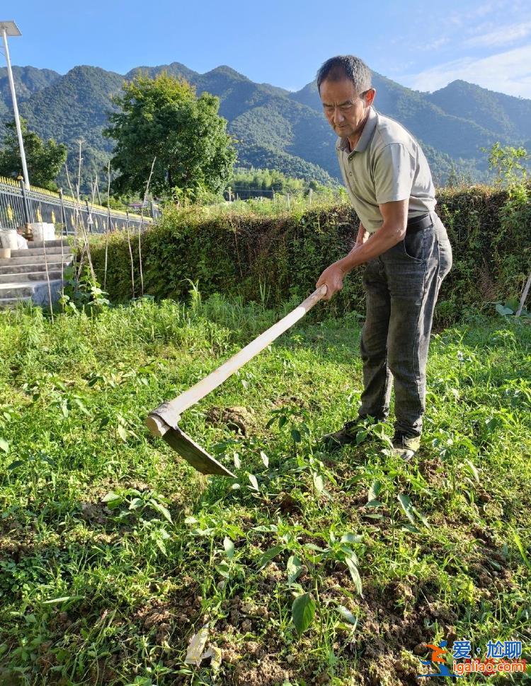 建議再審？