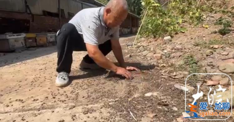 河南嵩縣約300萬只蜜蜂突然死亡 當(dāng)?shù)卣块T介入調(diào)查？