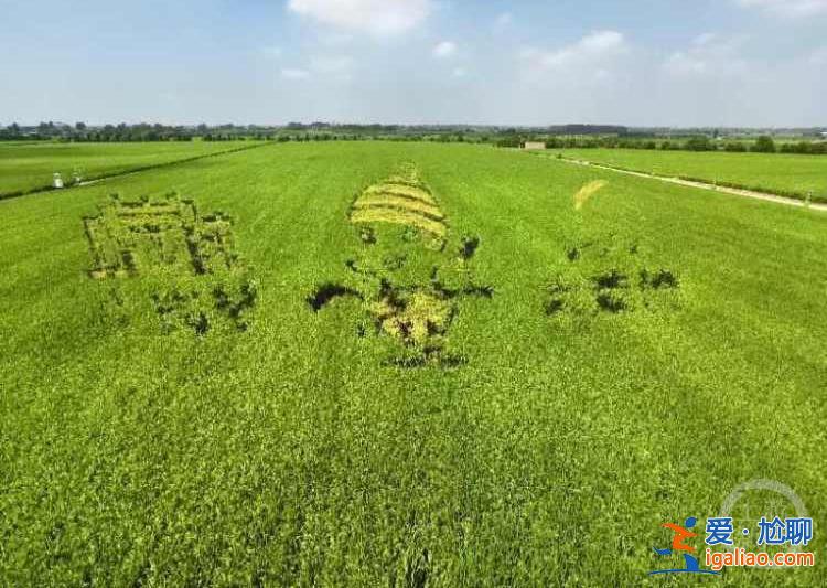 希望的田野丨“一聲驚雷”小崗村 靠農(nóng)旅融合再出圈? 希望的田野丨“一聲驚雷”小崗村 靠農(nóng)旅融合再出圈?