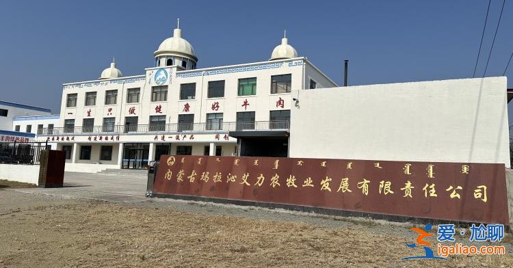 希望的田野丨“牛書記”變成創(chuàng)業(yè)者 嘎查的致富路越走越寬？