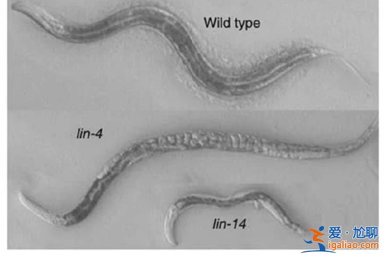 曾被冷落7年 終獲諾獎(jiǎng)? 曾被冷落7年 終獲諾獎(jiǎng)?