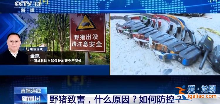 野豬“下山進城”為哪般？可以捕殺嗎？？