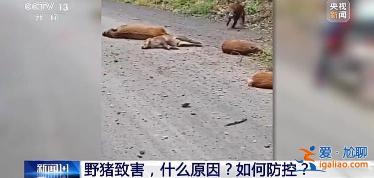 野豬“下山進城”為哪般？可以捕殺嗎？？