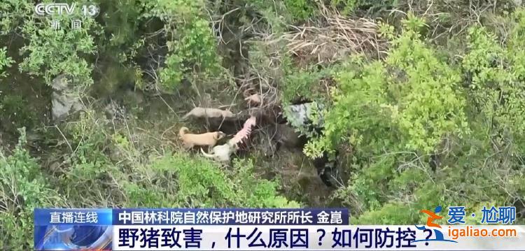 野豬“下山進城”為哪般？可以捕殺嗎？？