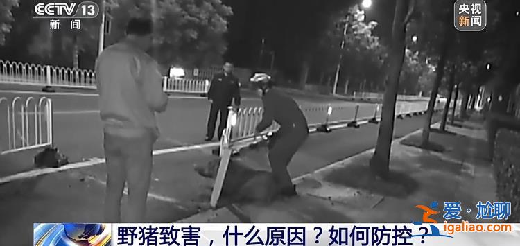 野豬“下山進城”為哪般？可以捕殺嗎？？