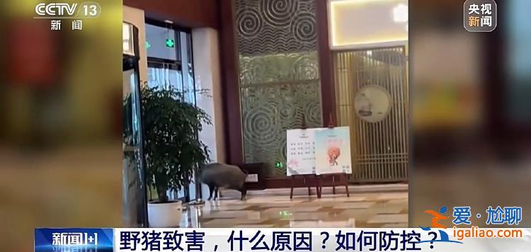 野豬“下山進城”為哪般？可以捕殺嗎？？
