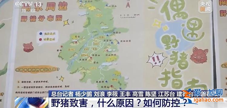 野豬“下山進城”為哪般？可以捕殺嗎？？