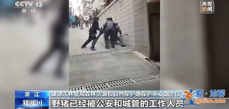 野豬“下山進城”為哪般？可以捕殺嗎？？