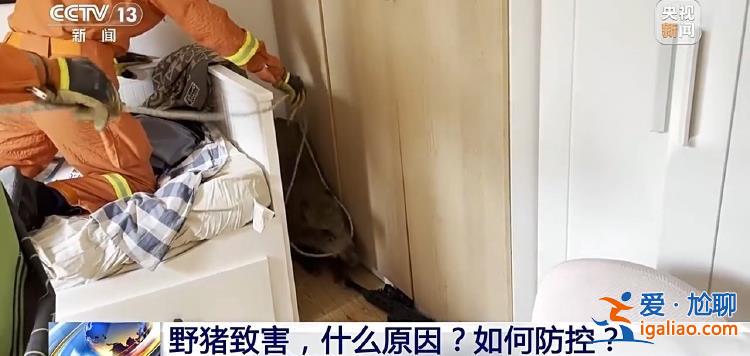野豬“下山進城”為哪般？可以捕殺嗎？？