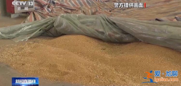 專騙農民高價收糧不付錢 詐騙團伙卷走農民1000多萬元? 專騙農民高價收糧不付錢 詐騙團伙卷走農民1000多萬元?