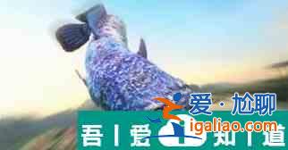 歡樂釣魚大師玨上青花怎么釣 具體一覽？