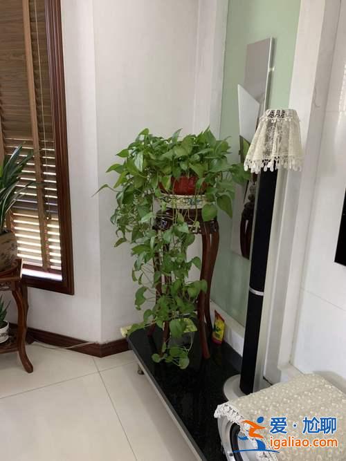 養什么植物對升學有利的(對口升學種植專業好不好)？